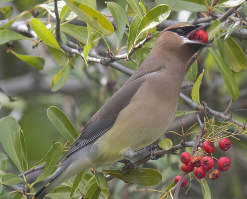 Blieden_000008_159859_971086_12002