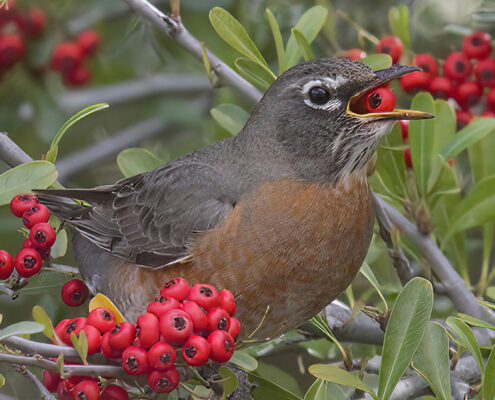 Blieden_000009_159861_971091_12002