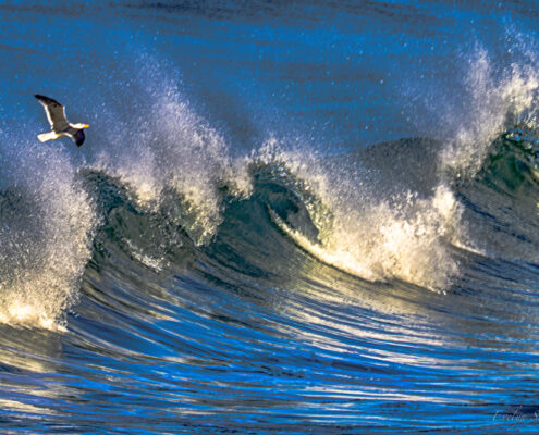 Manhattan Beach Wave & Gull, 2026, Digital archival print on metallic paper, 20 x 24 in