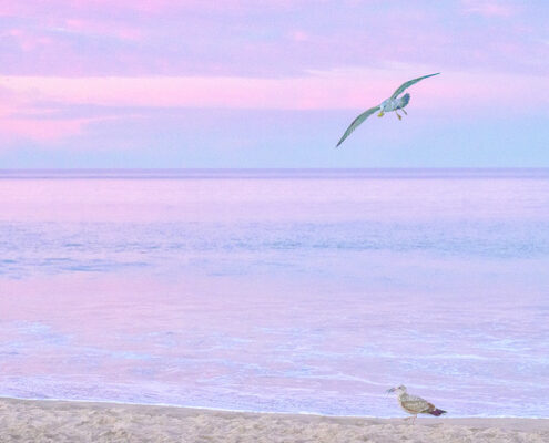 Pink with Gull, 2026, Digital archival print on luster paper, 10 x 15 in