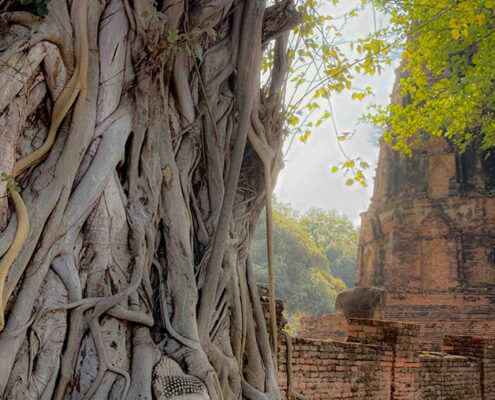 Tim Truby, Buddha’s Head & Banyan Tree, 2026, Photographic print on archival paper, 26 x 21 in, $575