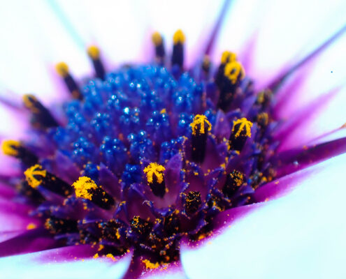 Maryl Valbeck, Sapphire, 2026, Photographic print on archival paper, 20 x 28 in, $350